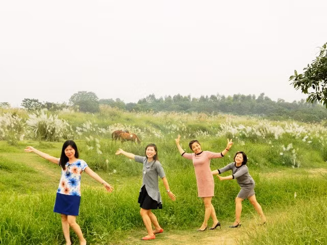 Cánh đồng lau trải dài ngút tầm mắt. (Ảnh: H.N)