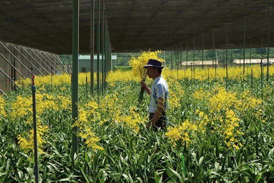 Trung bình mỗi tháng vườn lan thu hoạch được hơn 20.000 cành.