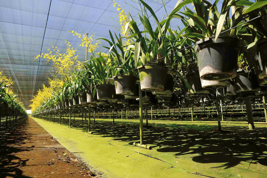 Toàn bộ các chậu lan được treo cách mặt đất khoảng 50cm, dưới đất được phủ một lớp màng lưới để ngăn côn trùng, cỏ dại.