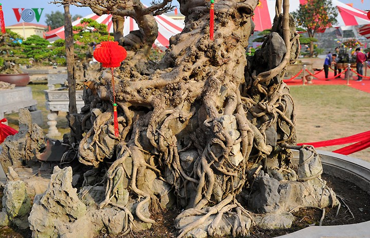 Toàn bộ phần gốc cây và rễ đều nằm nổi trên mặt đất và bám chặt vào những phiến đá rêu phong 