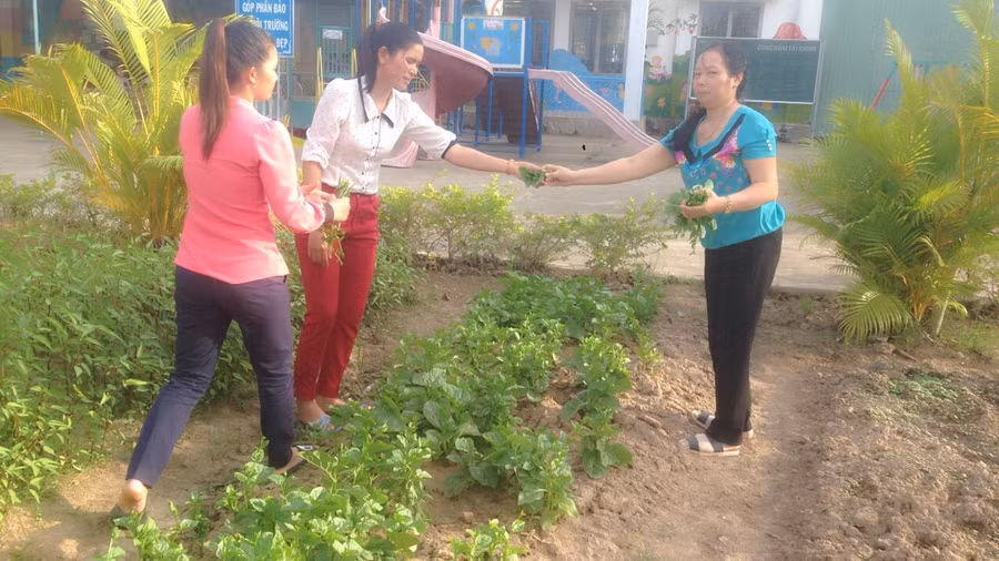  Nhiều loại rau sạch đến bàn ăn cho trẻ từ bàn tay chăm bón của các cô. Ảnh: N.H