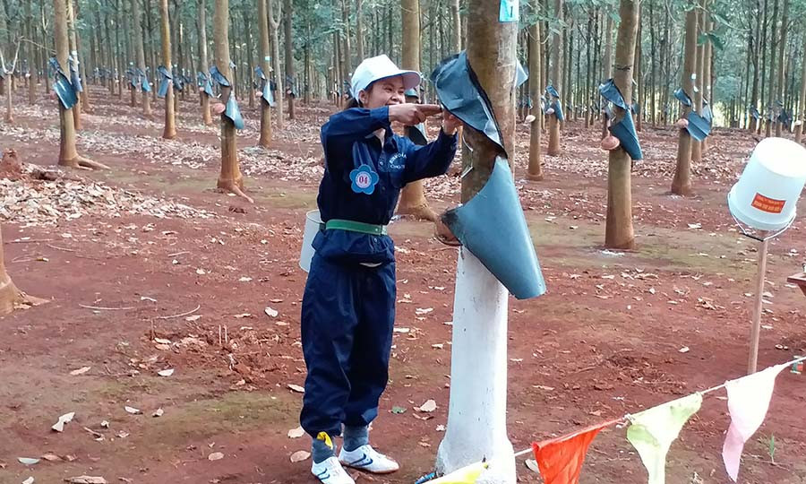  Thi thực hành cạo mủ. Ảnh: Ngọc Sang