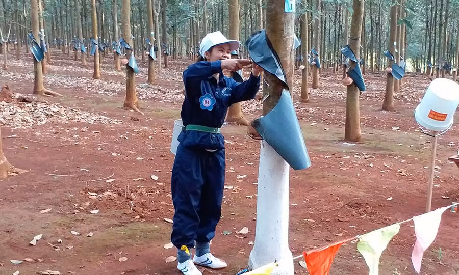  Thi thực hành cạo mủ. Ảnh: Ngọc Sang