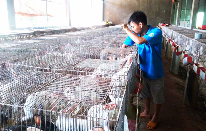 Lê Minh Hoàng bên những con thỏ thịt chuẩn bị xuất ra thị trường. Lê Minh Hoàng bên những con thỏ thịt chuẩn bị xuất ra thị trường.