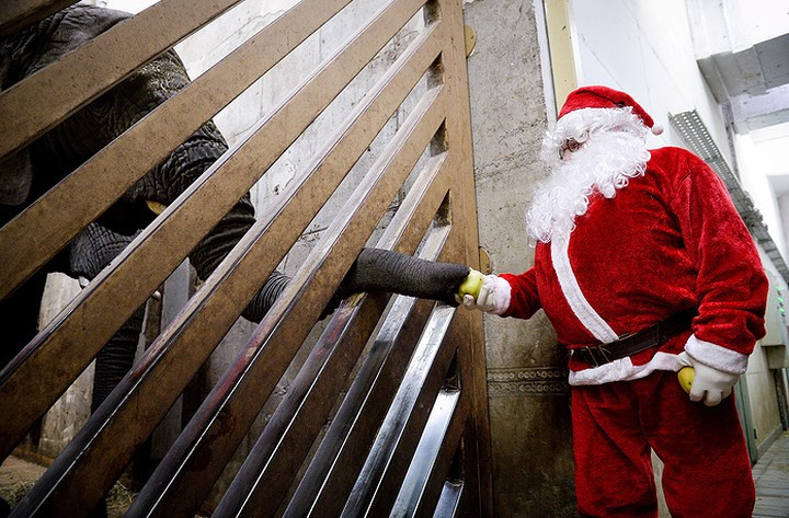  Ông già Tuyết cho một chú voi ăn tại vườn thú Warsaw, Ba Lan. Ảnh: EPA