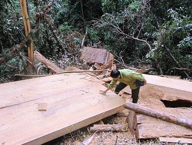 Hiện trường một vụ phá rừng tại Nghệ An được cơ quan chức năng phát hiện. Hiện trường một vụ phá rừng tại Nghệ An được cơ quan chức năng phát hiện.