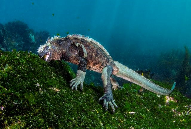 Một loài cự đà biển tìm thức ăn dưới vùng biển ở Galápagos. (Nguồn: National Geographic)