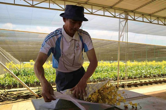 Sau khi thu hoạch, hoa được phân loại, đóng gói và chuyển đến xưởng sơ chế. 