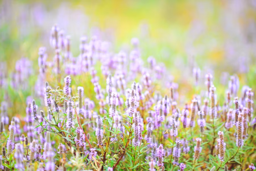 Đồng cỏ tím nằm phía sau phòng Nông nghiệp huyện Chư Pưh.