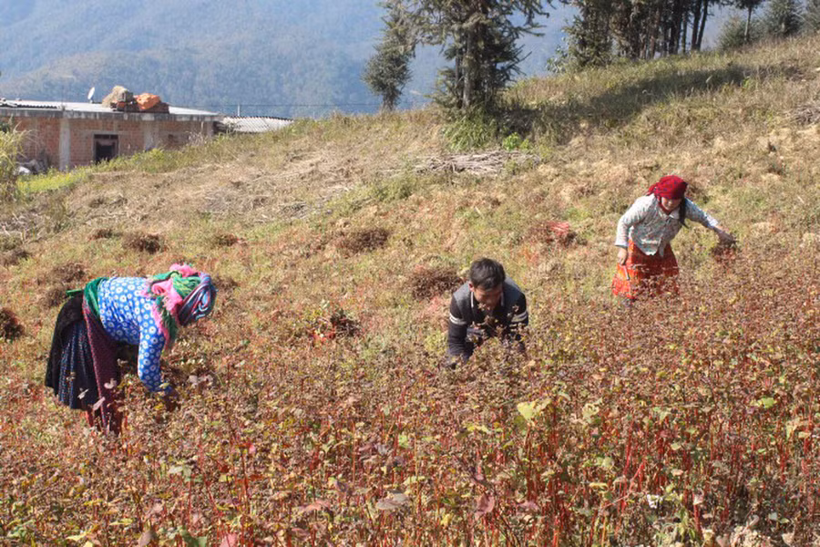  Mỗi gia đình thường trồng ruộng nhỏ chủ yếu để sử dụng trong gia đình