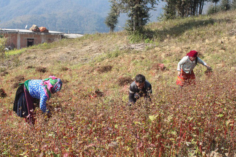  Mỗi gia đình thường trồng ruộng nhỏ chủ yếu để sử dụng trong gia đình