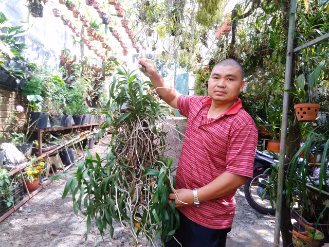Miệt mài chăm lan ở nhà để đưa trở lại rừng