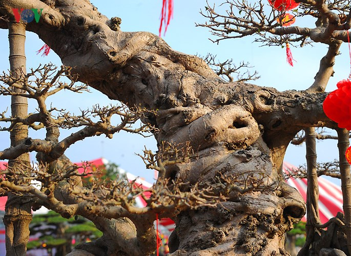 Ông Hòa cho biết, cây sanh này được ông mua cách đây 15 năm tại Nam Định đem về chăm sóc, cắt tỉa tới bây giờ.