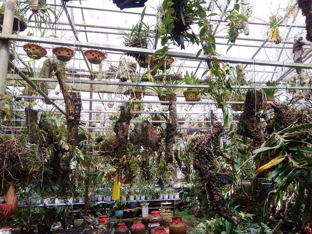  Khu vườn lan được lắp đặt hệ thống phun sương để tạo độ ẩm, làm mát để nuôi dưỡng nguồn lan quý