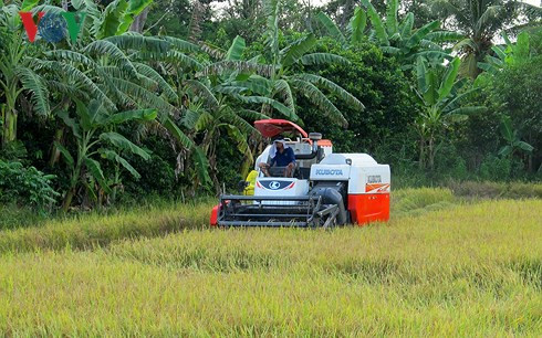 Thu hoạch lúa bằng cơ giới trên đồng ruộng ở huyện Bình Tân.
