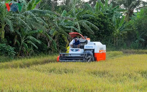 Thu hoạch lúa bằng cơ giới trên đồng ruộng ở huyện Bình Tân.