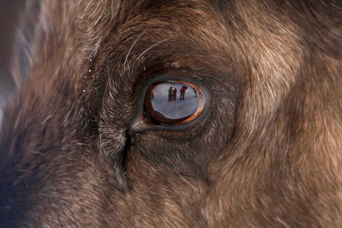  Ảnh: Murdo MacLeod