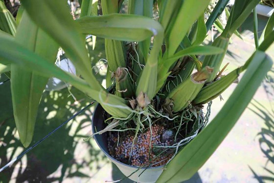  Vườn lan sử dụng phân tan chậm để hấp thụ tối ưu chất dinh dưỡng. 