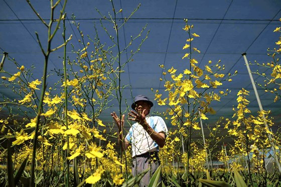 Ông Cao Xuân Hải cho biết: 