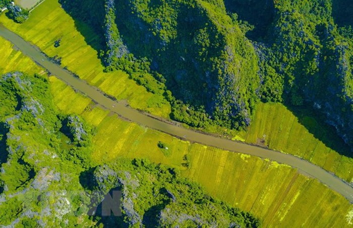 Cánh đồng lúa chín vàng nhìn từ đỉnh Hang Múa. (Ảnh: Minh Đức/TTXVN) Cánh đồng lúa chín vàng nhìn từ đỉnh Hang Múa. (Ảnh: Minh Đức/TTXVN)