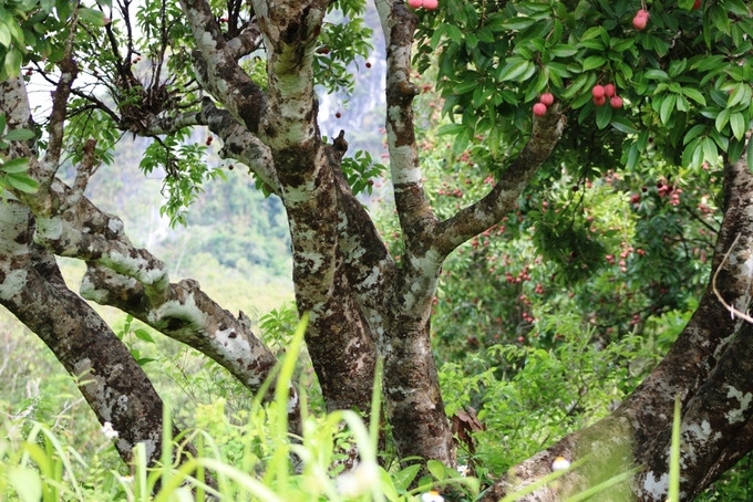 Ông Nguyễn Trọng Say (58 tuổi), trú tại khu dân cư Hải Sơn, Cát Bà cho biết, năm 1979 khi được điều động từ quê nhà ở huyện An Lão (Hải Phòng) ra đảo làm công nhân sẻ gỗ cho lâm trường Cát Bà, ông đã thấy trên đảo có cả rừng vải thiều bạt ngàn. Khi đó cây to có đường kính thân lên đến 0,5 m.
