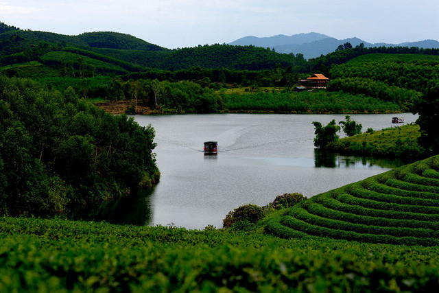  Cảnh đẹp như tranh vẽ ở đồi chè Thanh Chương.