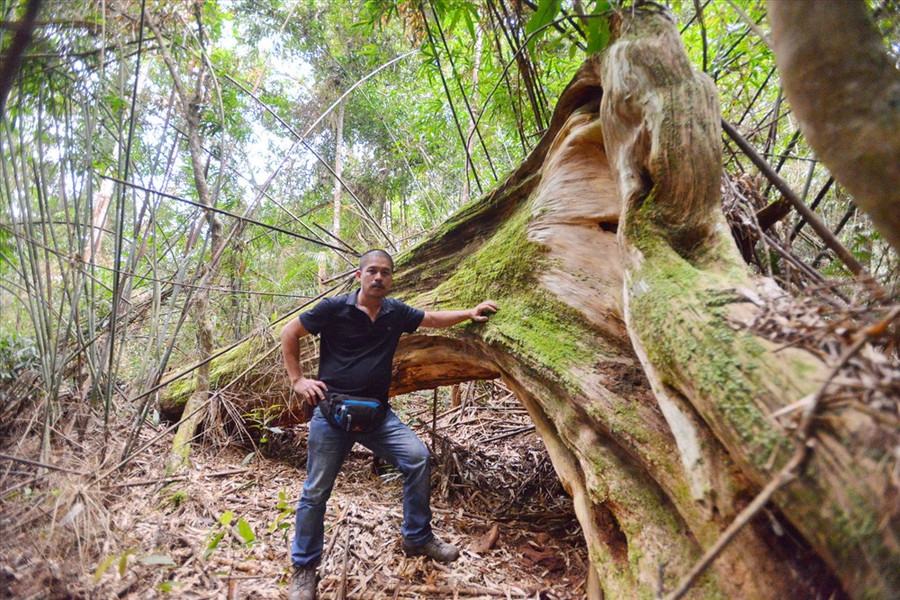 Một trong số gần 80 cây pơmu bị gãy đổ hiện vẫn được bảo quản nguyên trạng ngay trong vùng lõi. Một trong số gần 80 cây pơmu bị gãy đổ hiện vẫn được bảo quản nguyên trạng ngay trong vùng lõi.