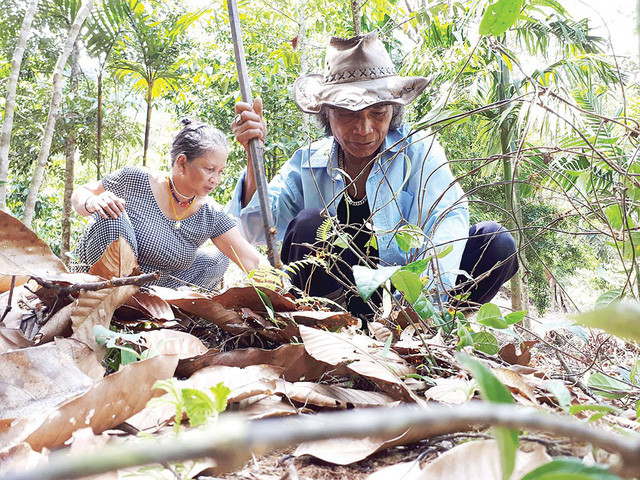 “Vua ba kích” Bh’riu Pố trên vườn sâm 1,2ha của mình.
