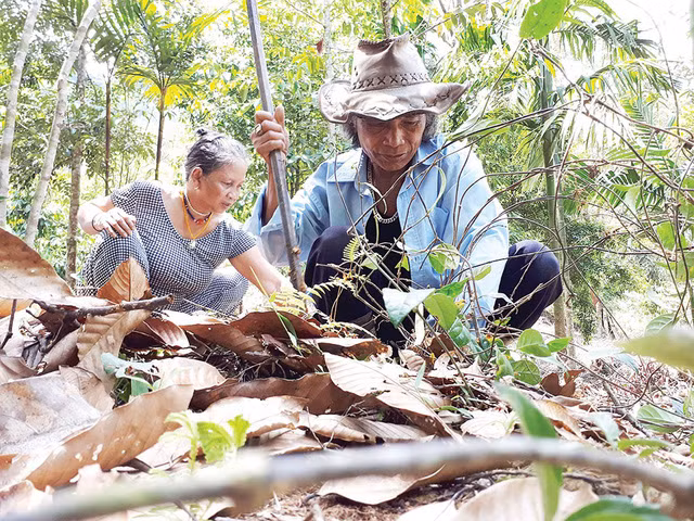 “Vua ba kích” Bh’riu Pố trên vườn sâm 1,2ha của mình.