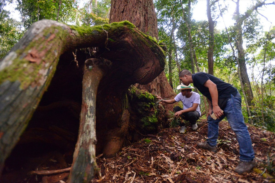 Một chiếc hang được hình thành nên từ bộ rễ khổng lồ của cây pơmu cổ. Một chiếc hang được hình thành nên từ bộ rễ khổng lồ của cây pơmu cổ.