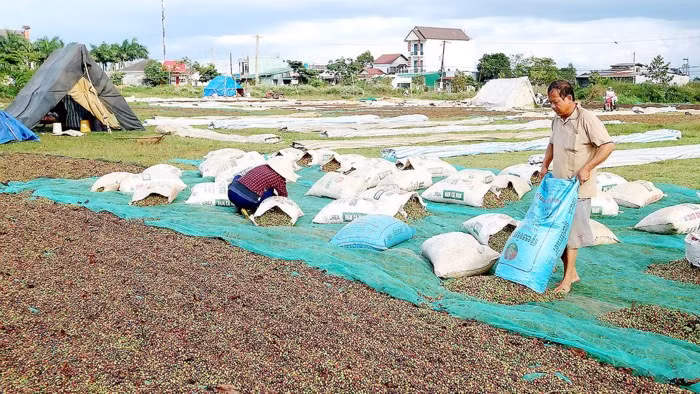 Sân phơi không đảm bảo khiến chất lượng cà phê tại Tây Nguyên sụt giảm.