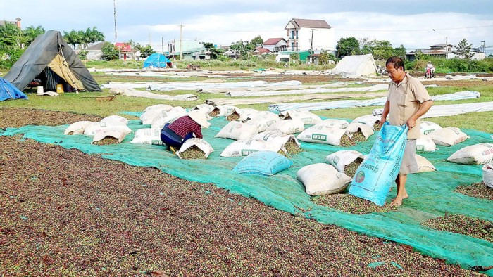 Sân phơi không đảm bảo khiến chất lượng cà phê tại Tây Nguyên sụt giảm.