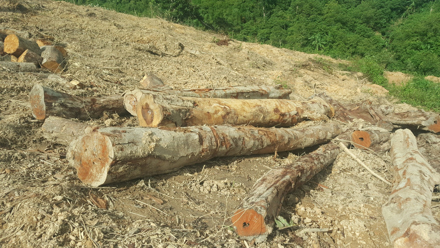 Gần 1ha rừng đã bị các đối tượng đưa xe múc vào phá trắng. Gần 1ha rừng đã bị các đối tượng đưa xe múc vào phá trắng.