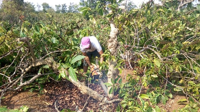  Đốn bỏ cà phê già cỗi