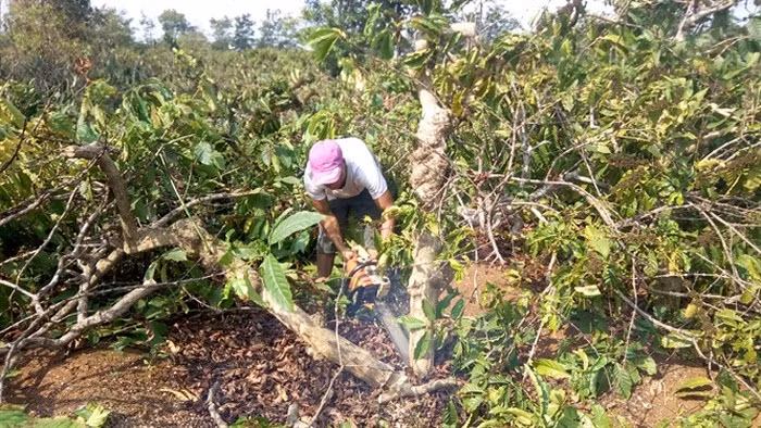  Đốn bỏ cà phê già cỗi