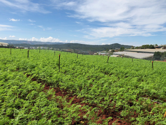 Có hệ thống tưới tự động này sẽ tiết kiệm chi phí nhân công lao động, đồng thời nâng cao chất lượng nông sản...  Có hệ thống tưới tự động này sẽ tiết kiệm chi phí nhân công lao động, đồng thời nâng cao chất lượng nông sản...