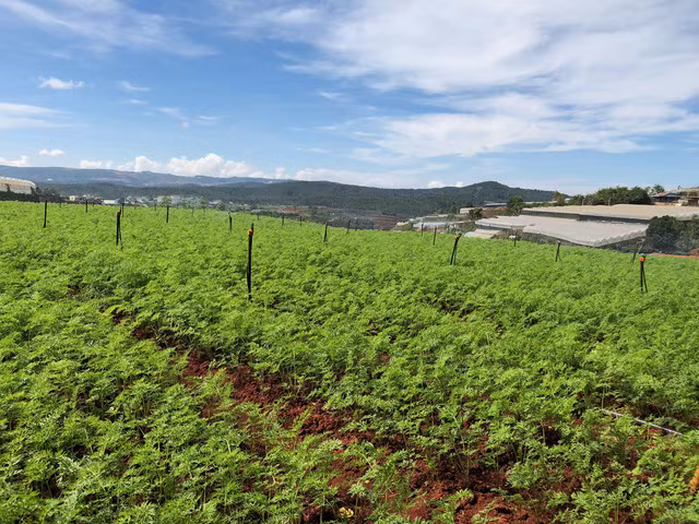  Có hệ thống tưới tự động này sẽ tiết kiệm chi phí nhân công lao động, đồng thời nâng cao chất lượng nông sản...