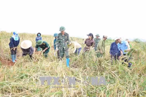 Bên cạnh nhiệm vụ bảo vệ an ninh quốc phòng khu vực biên giới, Công ty 75 (Binh đoàn 15) đóng quân trên địa bàn huyện Đức Cơ, tỉnh Gia Lai còn giúp nhiều hộ dân xóa đói, giảm nghèo, ổn định đời sống. Ảnh: Hồng Điệp/TTXVN