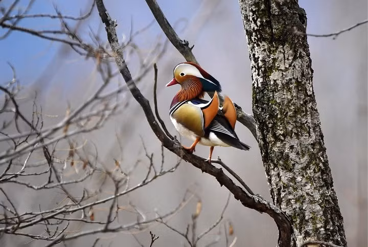 Chú chim uyên ương đậu trên một cành cây ở Vladivostok, Nga. Ảnh: TASS