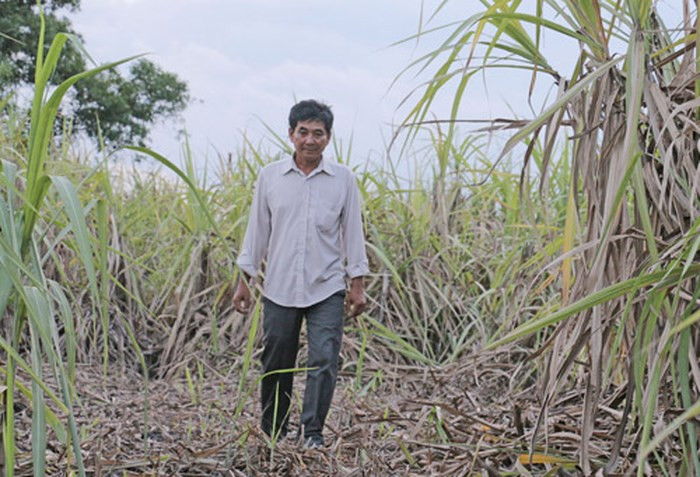 Ngành mía đường cần tái cơ cấu sản xuất. 