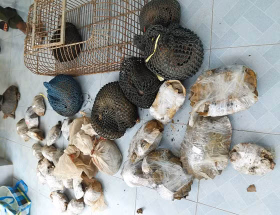 Số động vật hoang dã bị bắt giữ