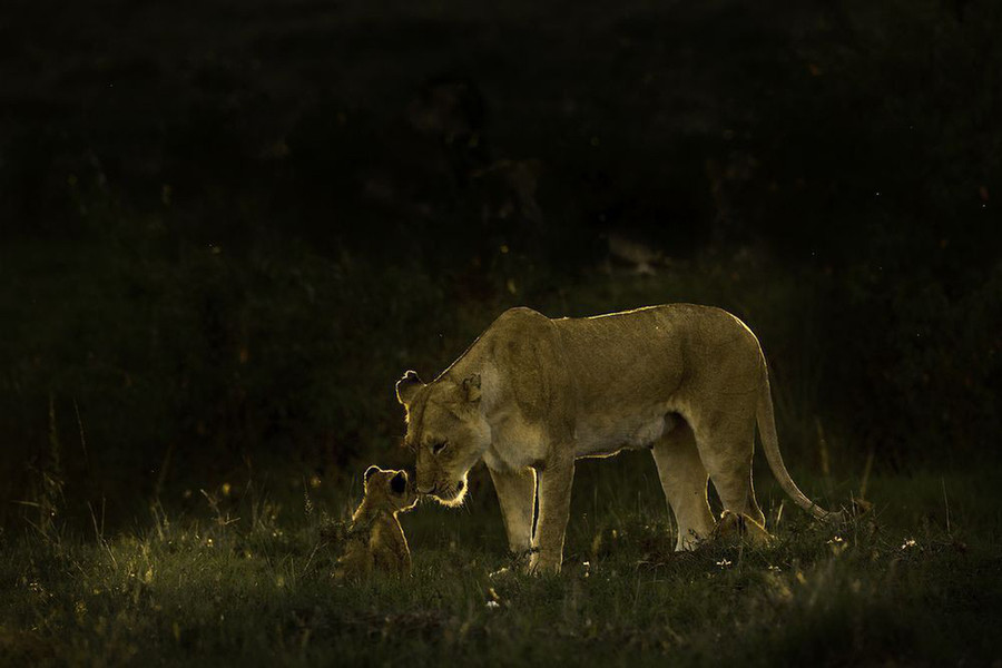 Sư tử mẹ thể hiện cử chỉ đáng yêu khi chạm mũi vào mặt đứa con tại khu bảo tồn Masai Mara, Kenya. 