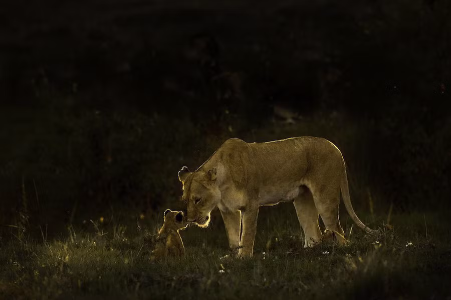 Sư tử mẹ thể hiện cử chỉ đáng yêu khi chạm mũi vào mặt đứa con tại khu bảo tồn Masai Mara, Kenya. 