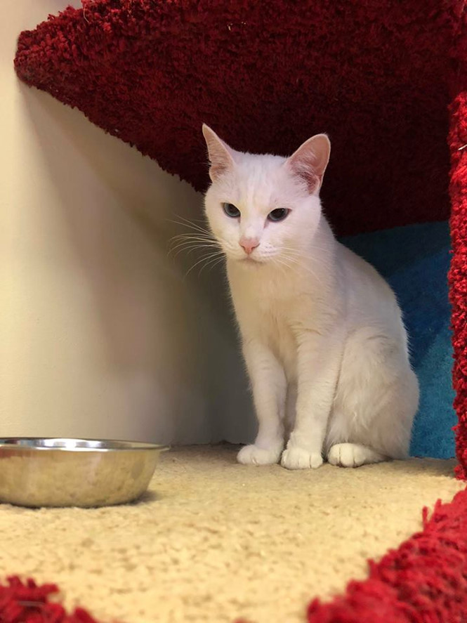 Mèo điếc là nhà tiên tri chính thức tại World Cup 2018 Võ Nghĩa  Mèo điếc là nhà tiên tri chính thức tại World Cup 2018 Võ Nghĩa