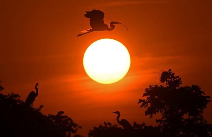  Đàn diệc trắng trong ráng chiều tại Trung Quốc. Ảnh: Tân Hoa Xã