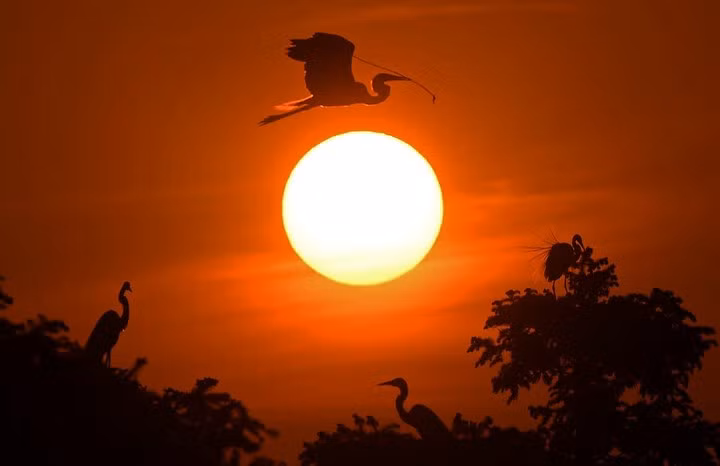  Đàn diệc trắng trong ráng chiều tại Trung Quốc. Ảnh: Tân Hoa Xã