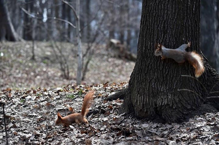 Đàn sóc vui đùa quanh một gốc cây tại Kiev, Ukraine. Ảnh: AFP