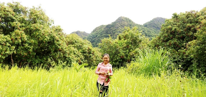 Theo Ban quản lý vườn quốc gia Cát Bà, rừng vải được lâm trường Cát Bà trồng thành 2 đợt theo chỉ đạo của thành phố Hải Phòng. Đợt 1 vào năm 1968 và đợt 2 vào năm 1972. Bốn năm sau, UBND thành phố Hải Phòng cho lâm trường giải thể, toàn bộ khu rừng, bao gồm cả rừng vải được bàn giao cho Vườn quốc gia Cát Bà. Kể từ đó, cây vải phát triển tự nhiên, ít bị tác động của con người.