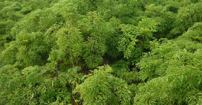  Đinh lăng - loài cây dược liệu sẽ được trồng trong dự án này.