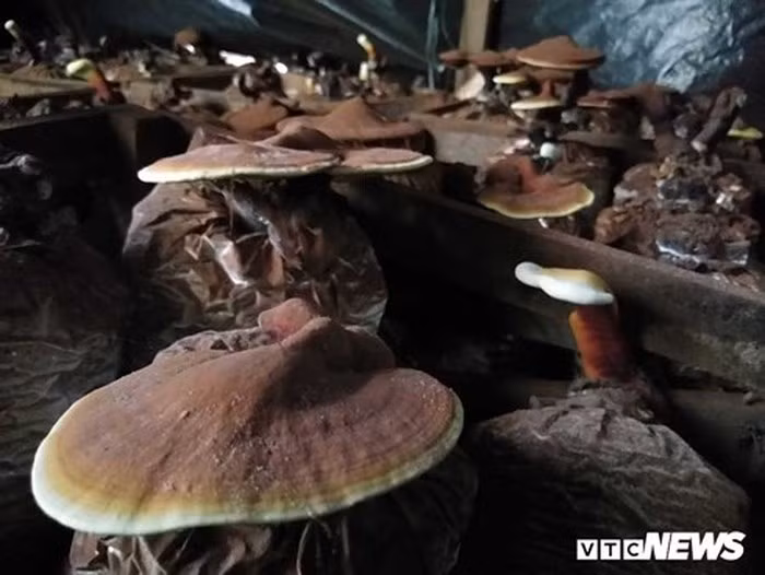 Nhiều loại nấm được chị Dơn trông phát triển rất tốt. (Ảnh: Thanh Hải)